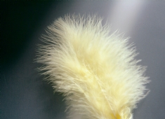 Marabou donsveren, 10-12 cm, 15 stuks, geel