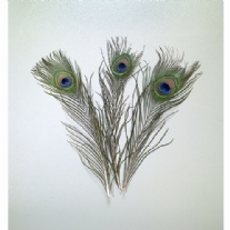 Pauwenoogveren, 20 - 30 cm, 5 stuks