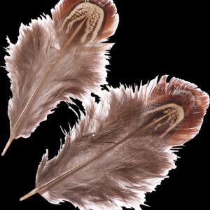 Fazantveren, 3 - 9 cm, 1,5 gram